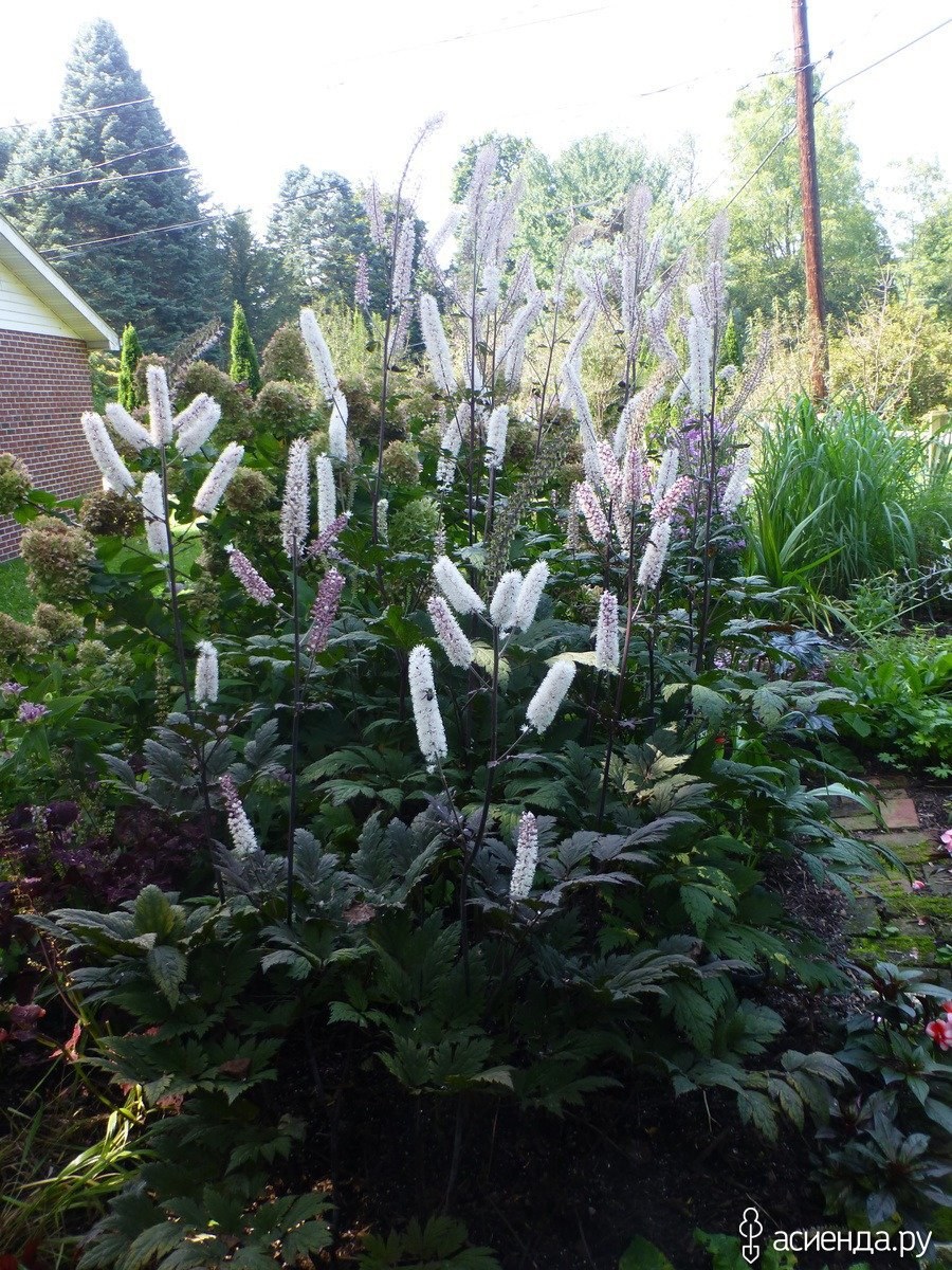 Клопогон Атропурпуреа