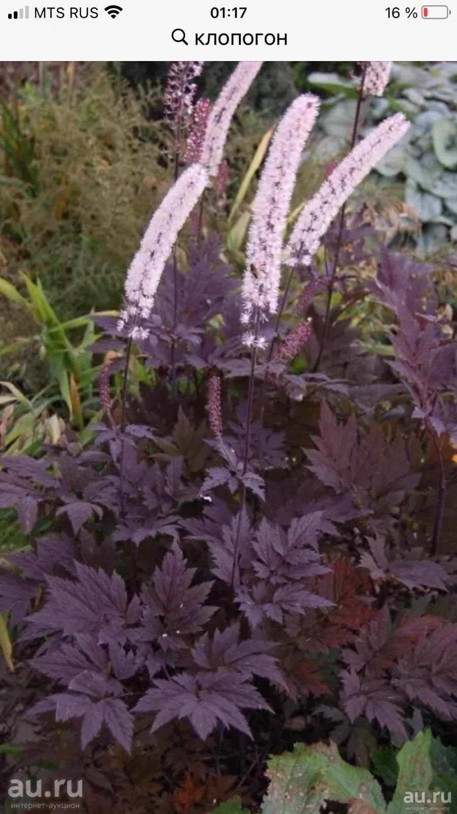 Цимицифуга клопогон растение