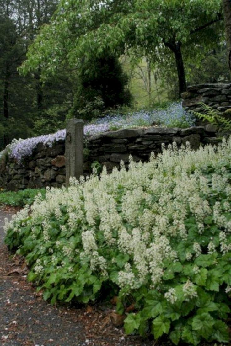 Тивренна сердцелистая