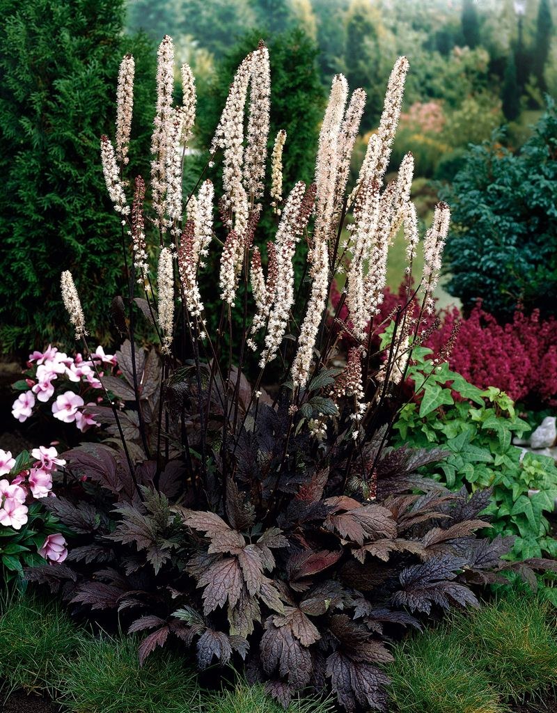 Клопогон кистевидный