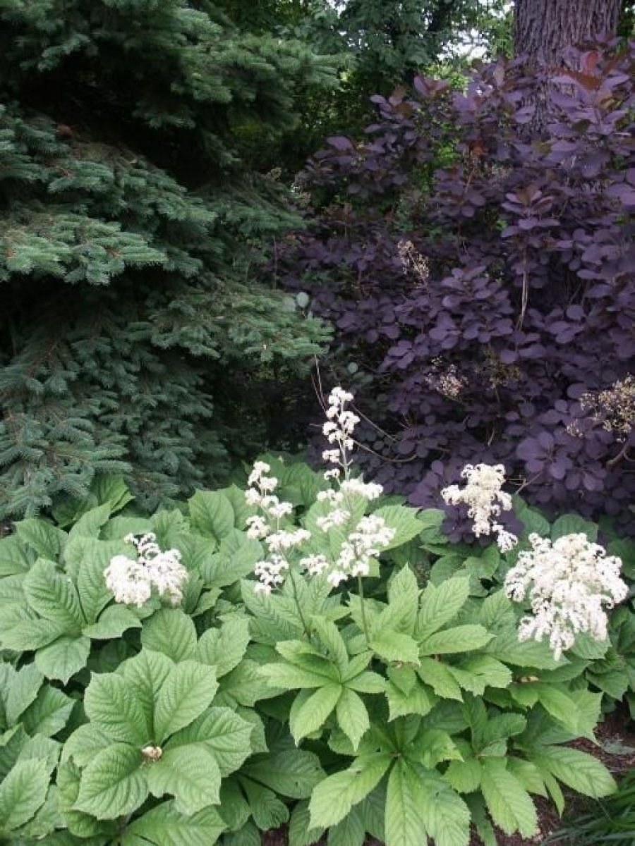 Роджерсия каштанолистная