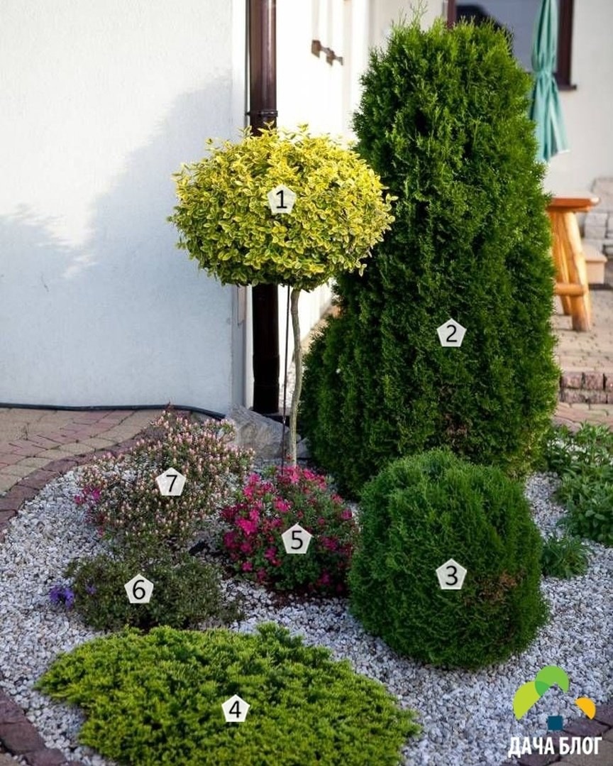 Туя Смарагд и Даника