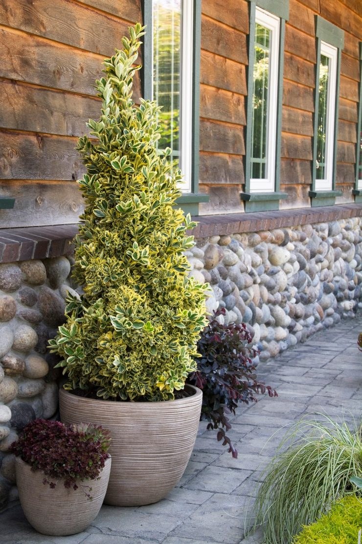 Бересклет Форчуна изгородь