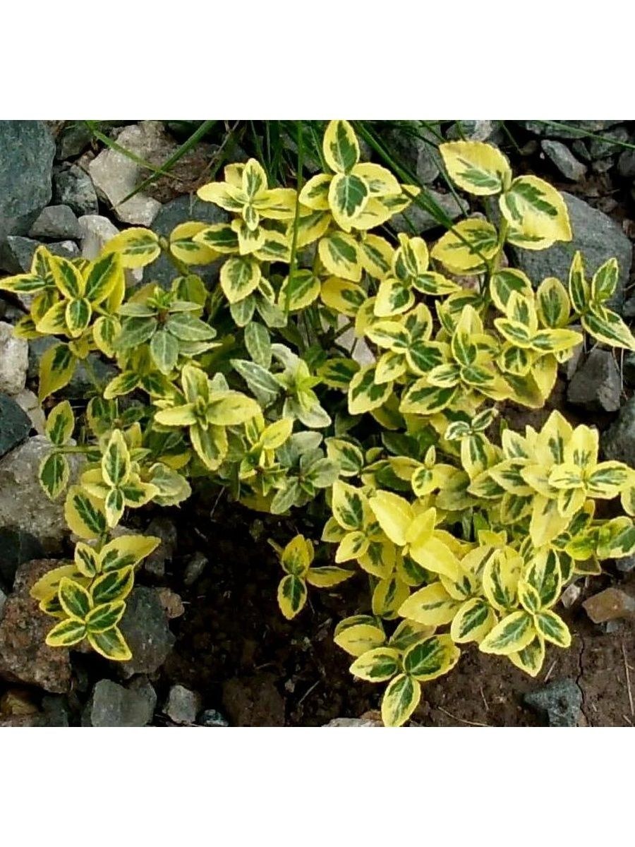 Бересклет Форчуна Вегетас