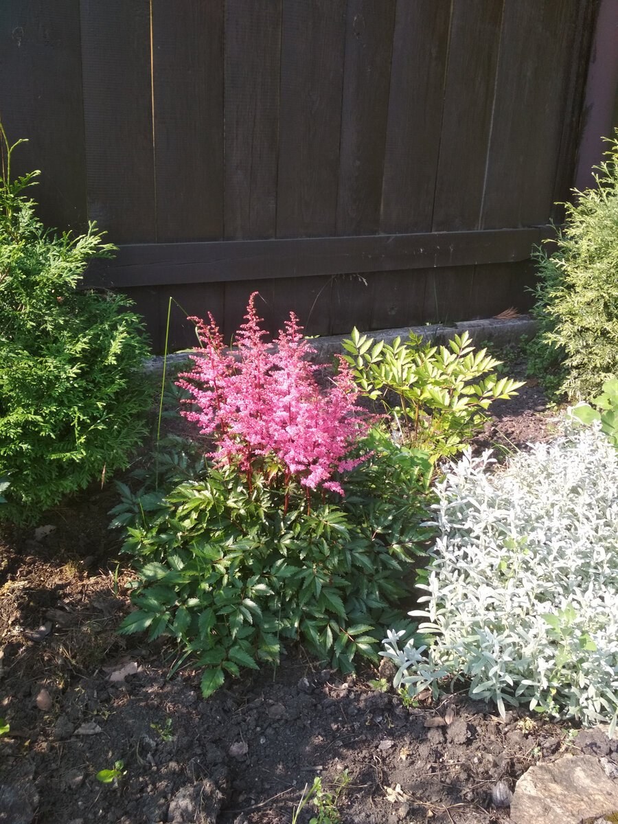 Барбарис Тунберга астильба