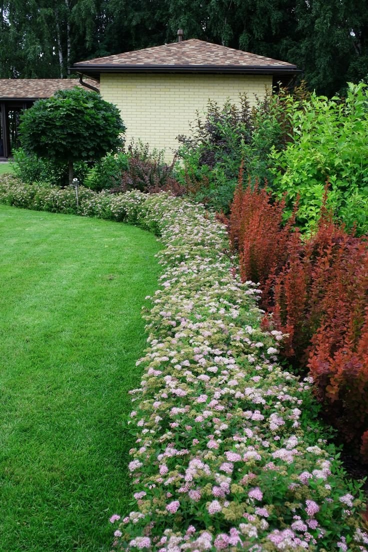 Спирея Голдмаунд Живая изгородь