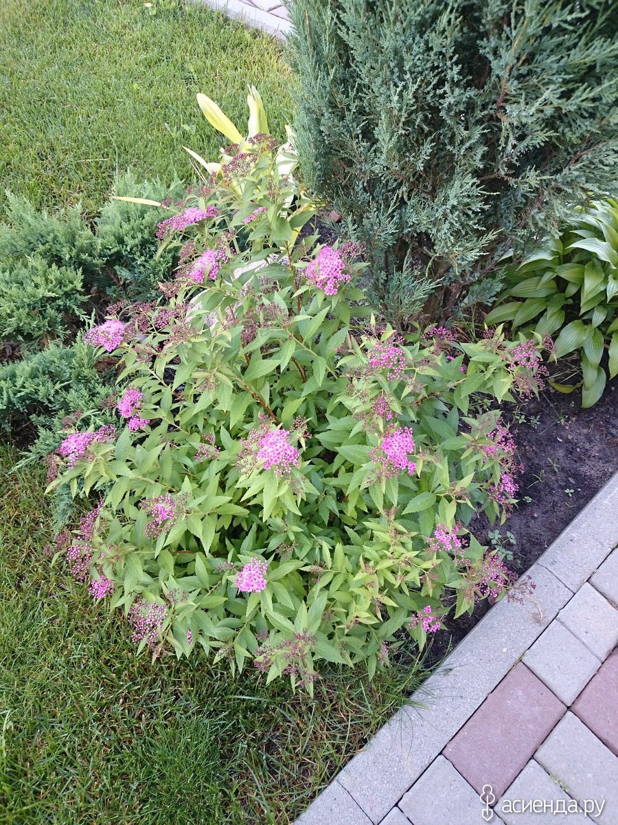 Спирея японская Широбана