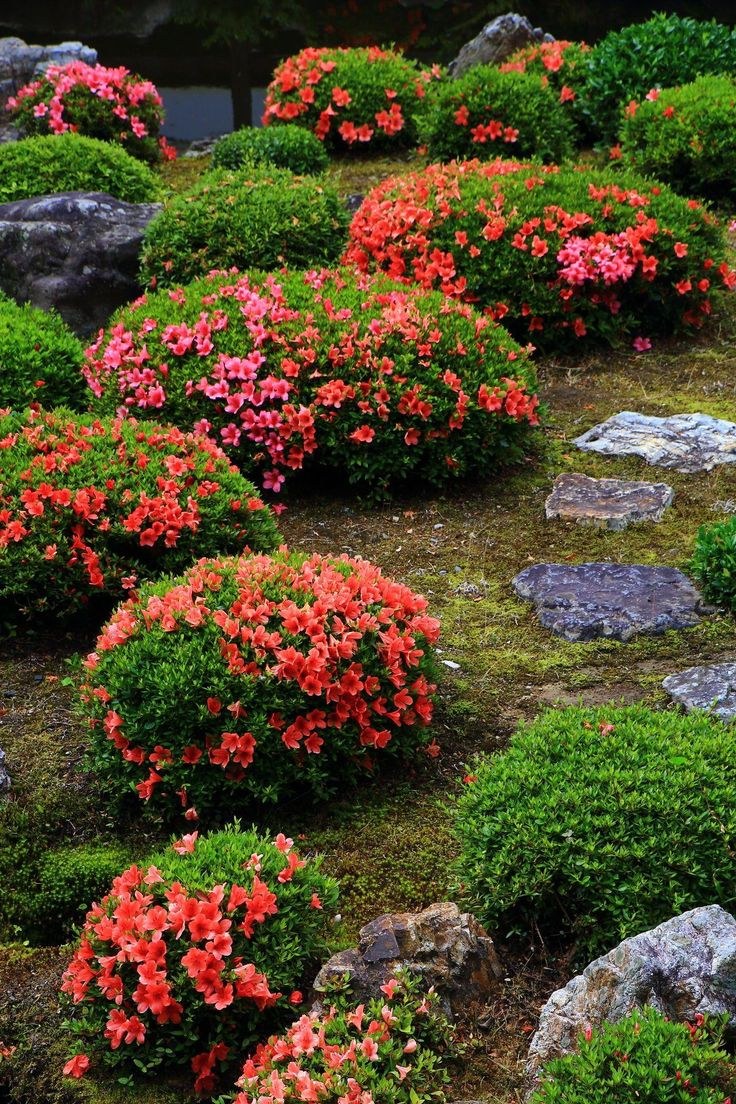 Азалия рододендрон в саду