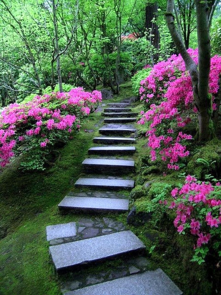 Рододендрон в японском саду