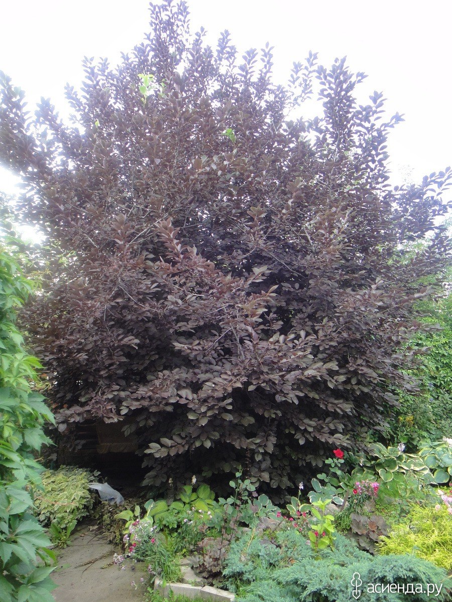 Черемуха обыкновенная краснолистная