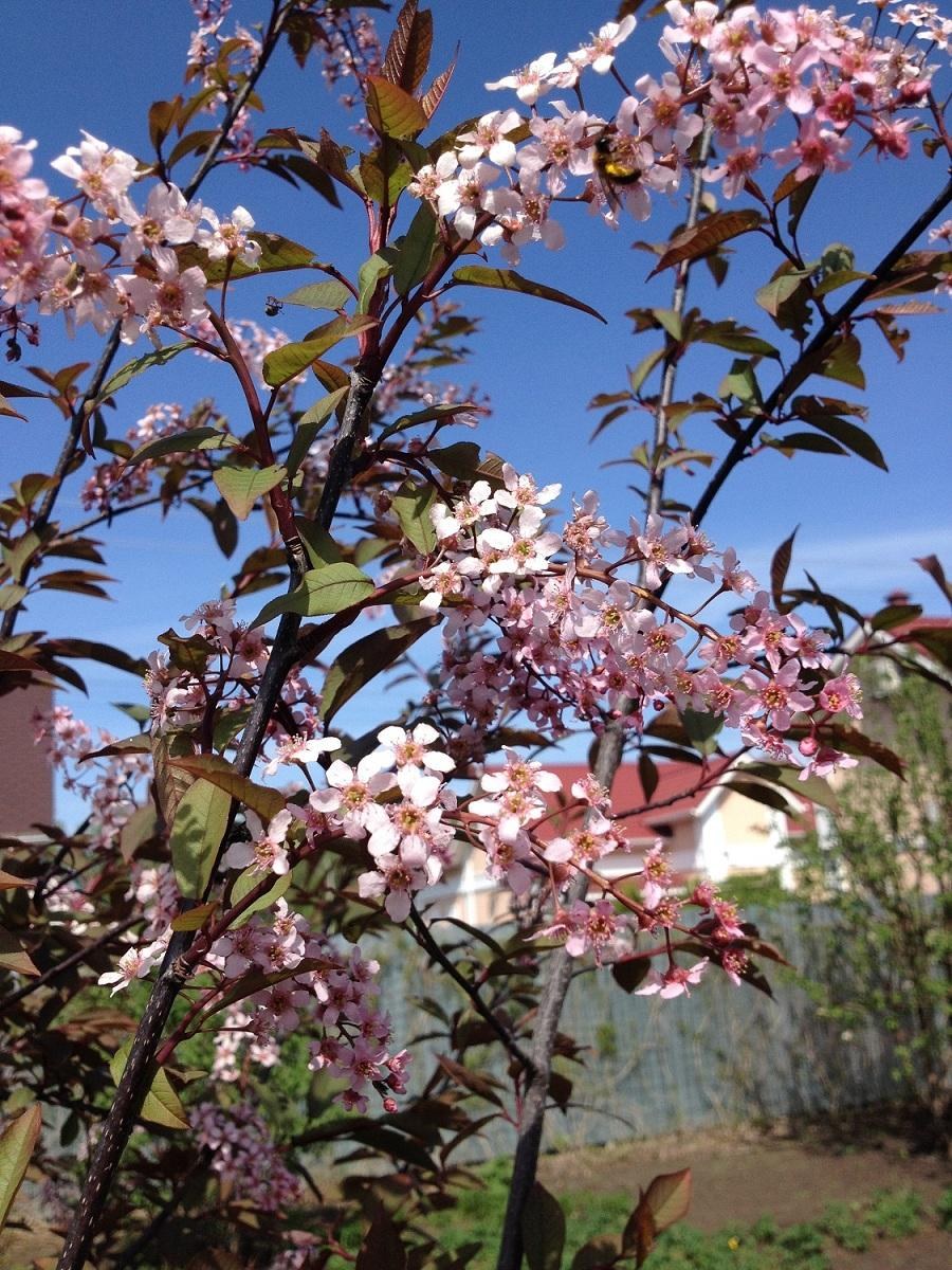 Черемуха виргинская Шуберт (краснолистная)