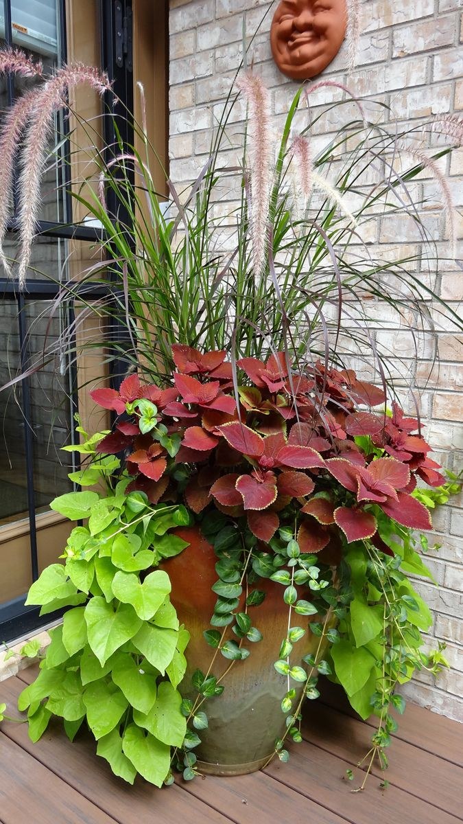 Цветок ипомея батат