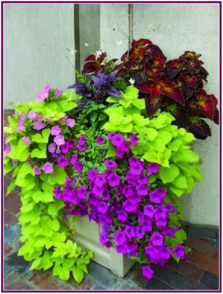 Колеус петуния ипомея