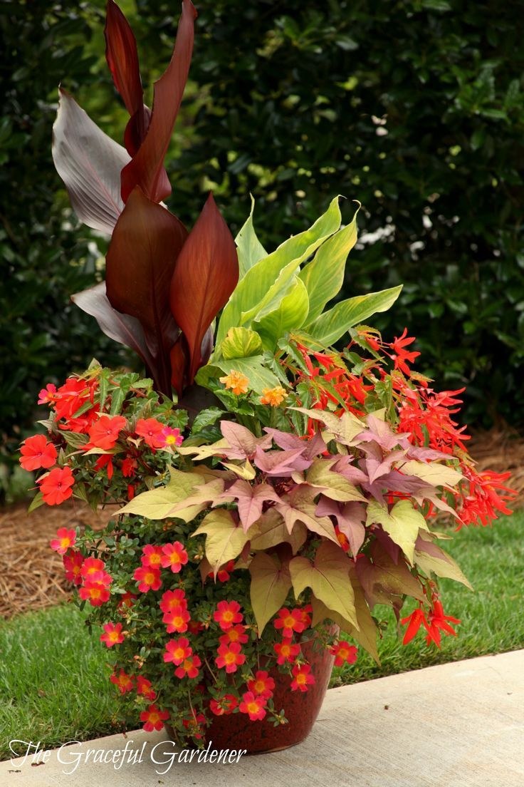 Колеус батат ипомея батат