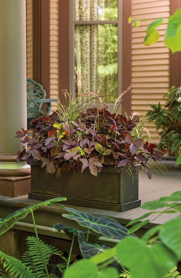 Ипомея батат Гарден