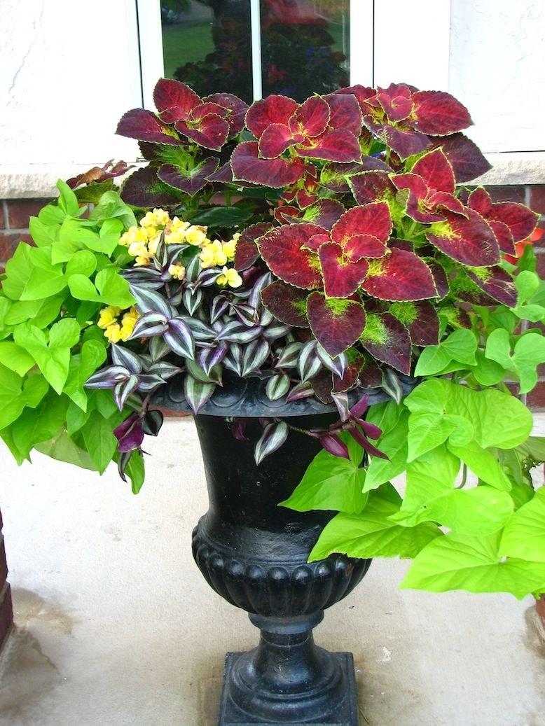 Ипомея колеус