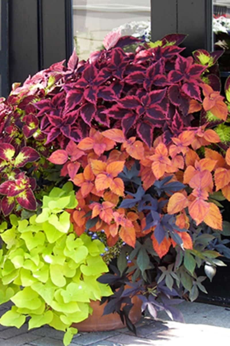 Ипомея батат колеус петуния