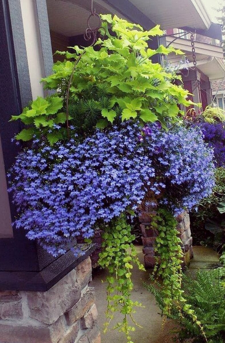 Дихондра ампельная лобелия