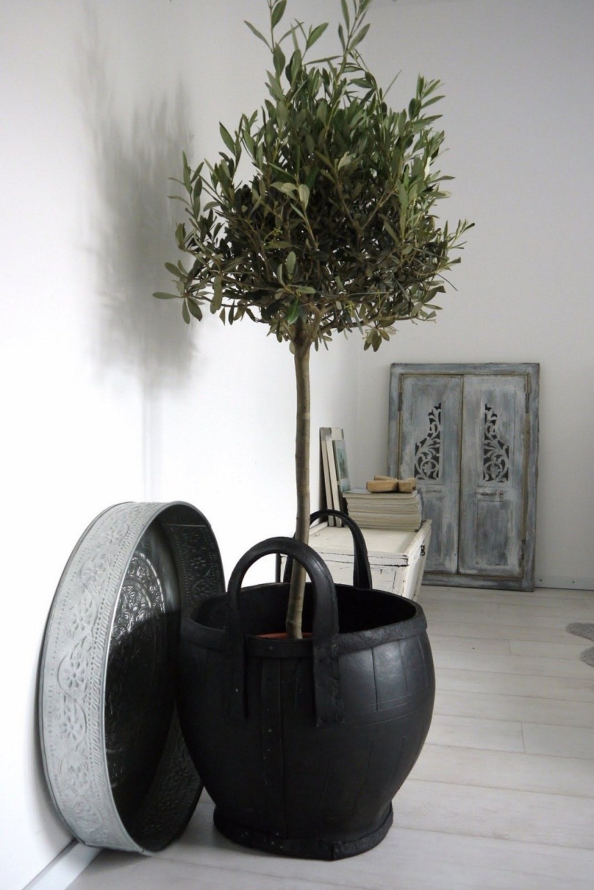 Олива европейская