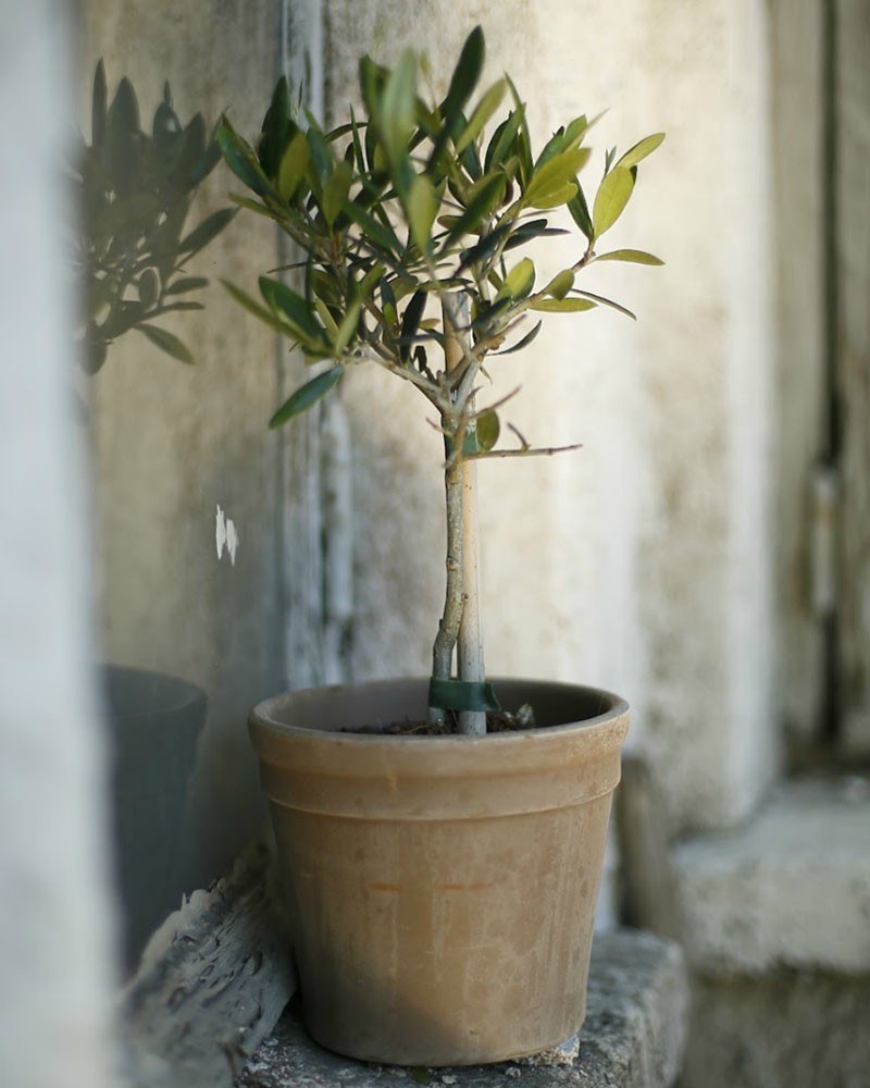 Олива европейская