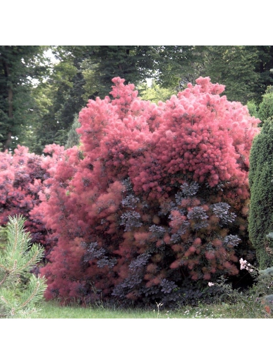 Скумпия Кожевенная декоративные кустарники