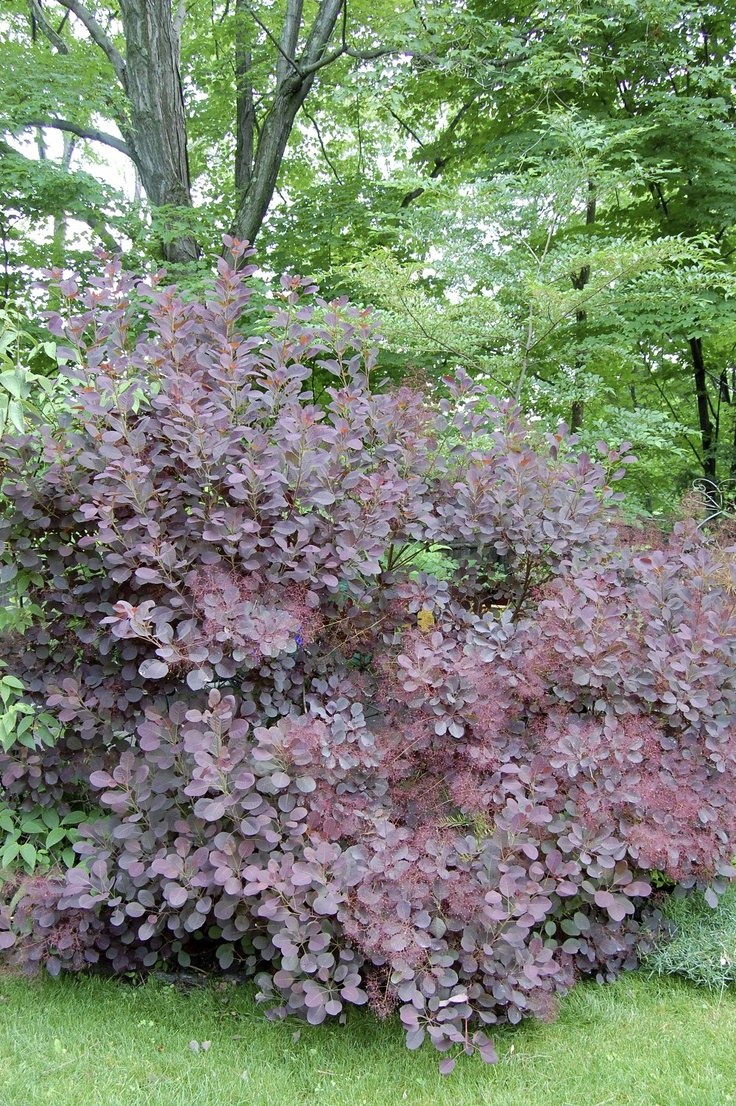 Скумпия Кожевенная Грейс