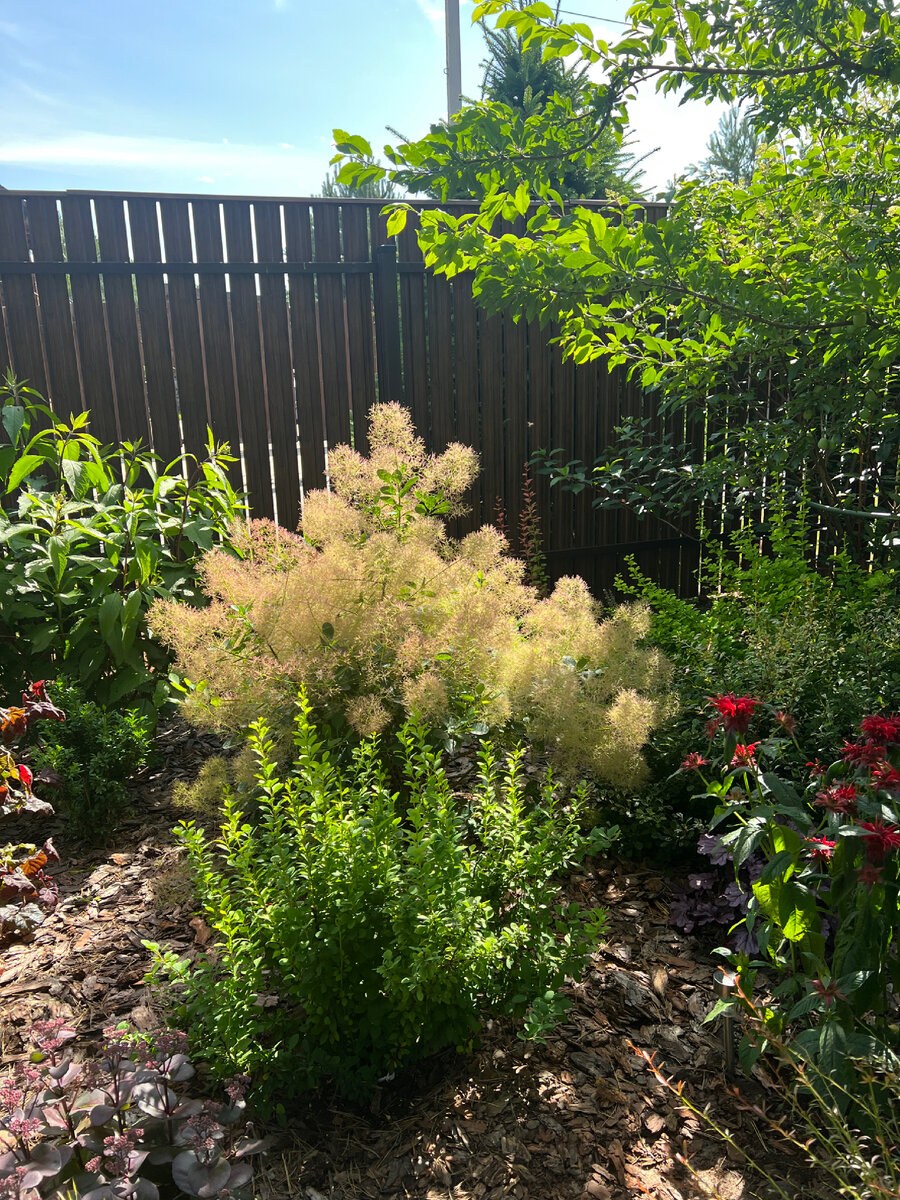 Гортензия и скумпия