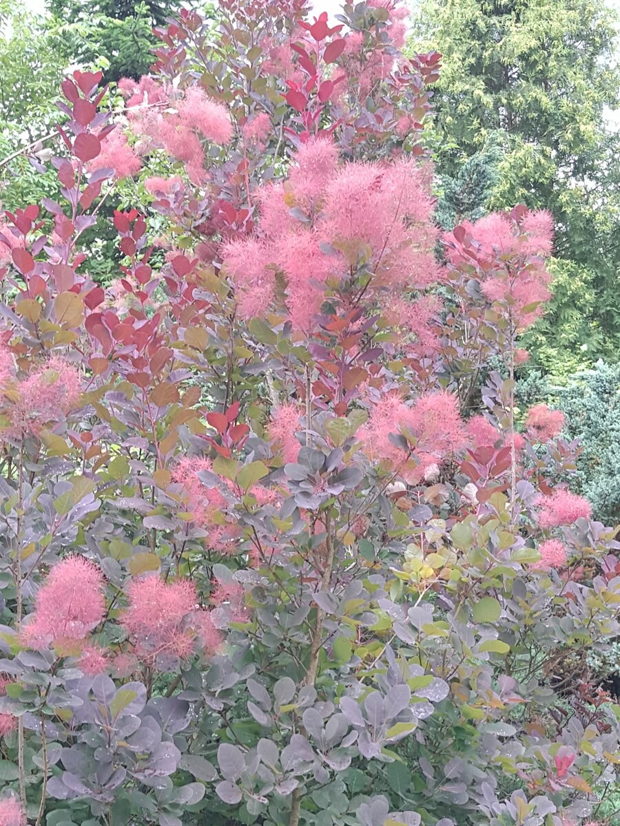 Скумпия Кожевенная саженцы