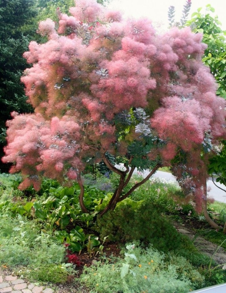 Скумпия Кожевенная (Cotinus coggygria &#96;Royal Purple&#96;)