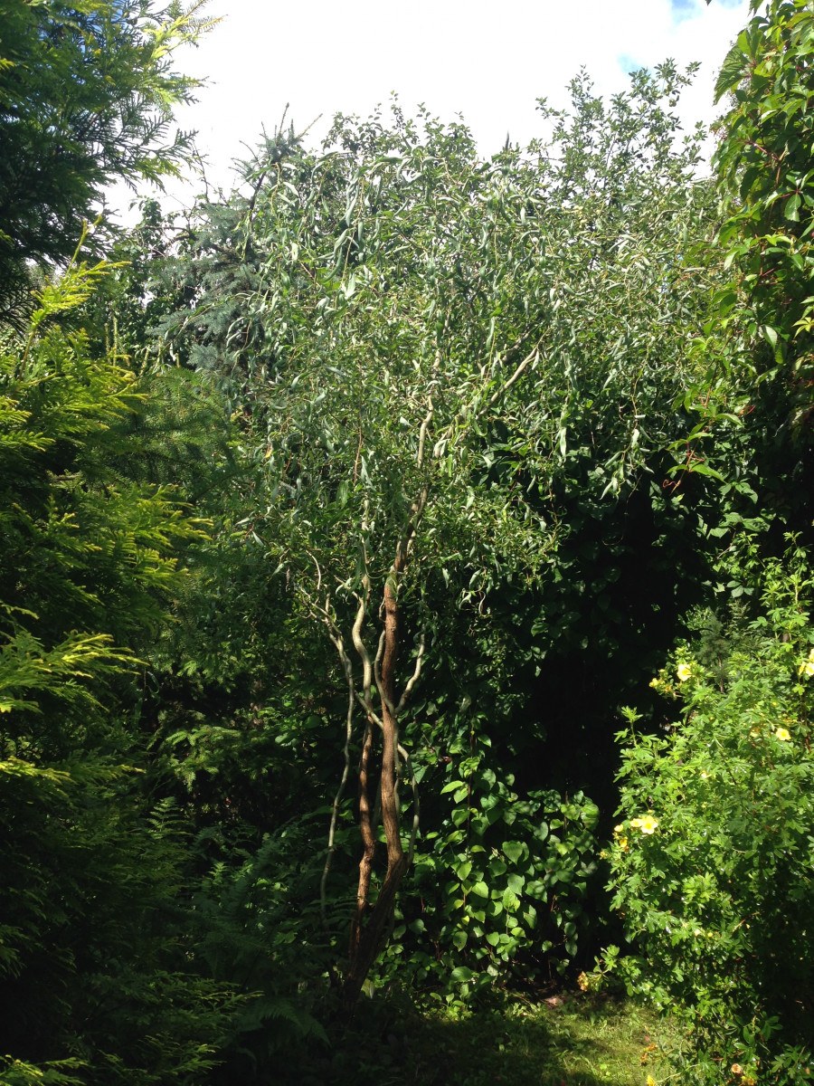 Ива Свердловская Извилистая 476