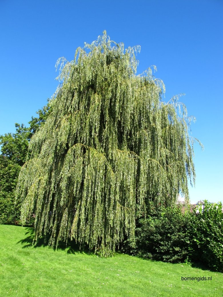 Ива белая плакучая Salix Alba 'pendula'