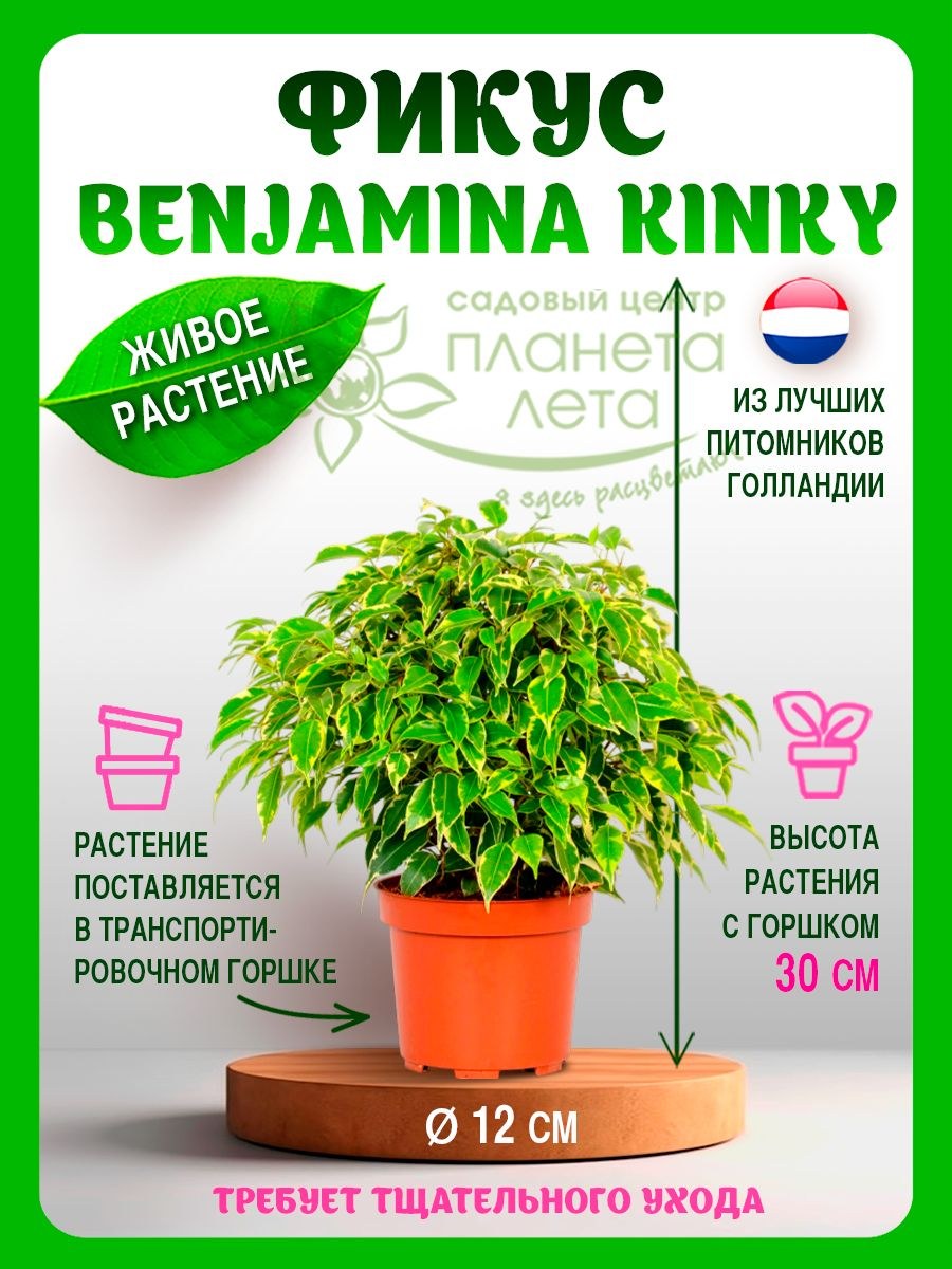 Бадья под комнатное деревце (87 фото)