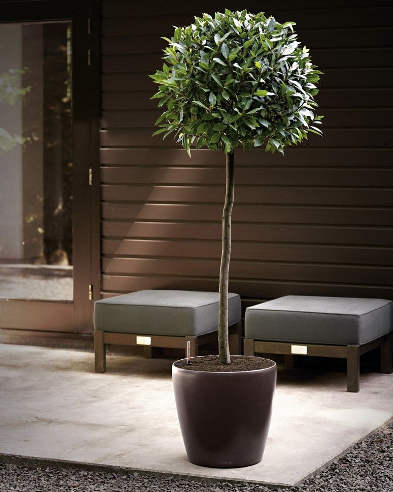 Фикус + Lechuza