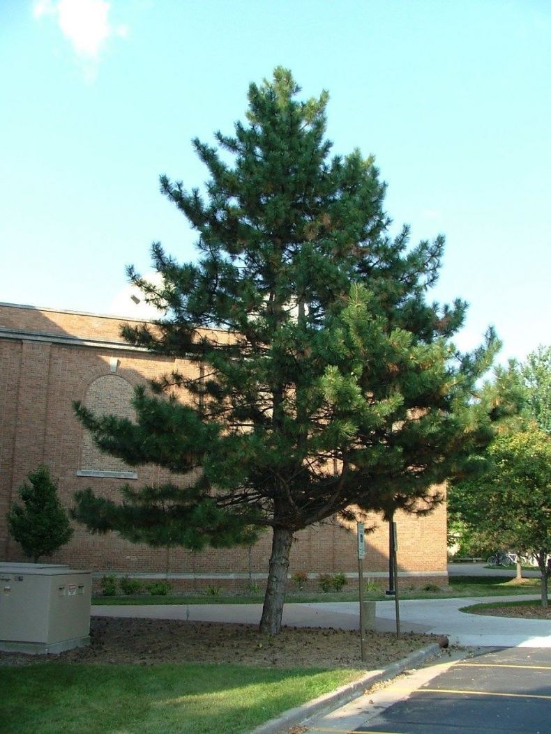 Pinus nigra