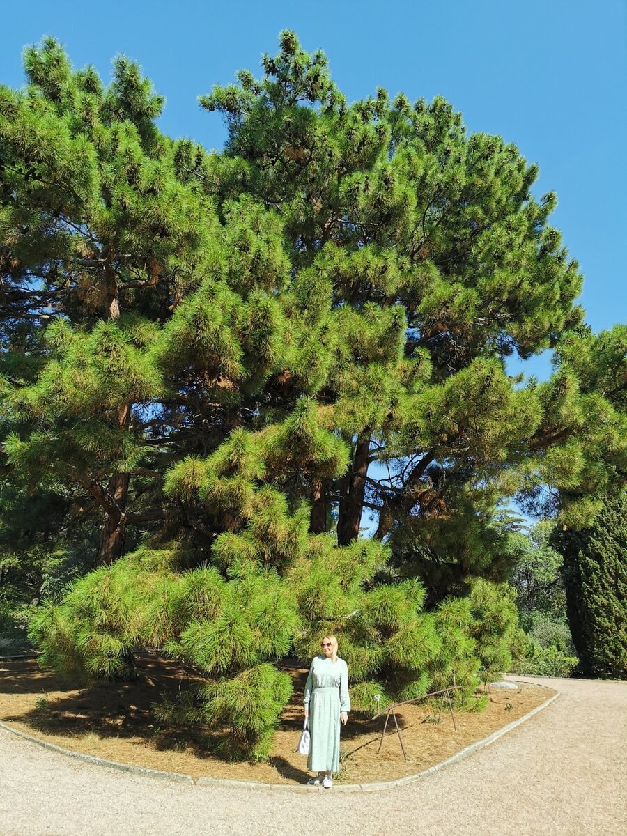 Сосна pinea Горная