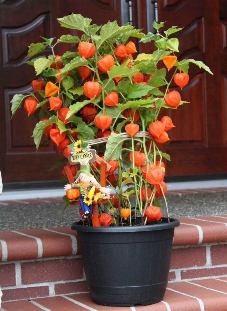 Физалис Земляничный