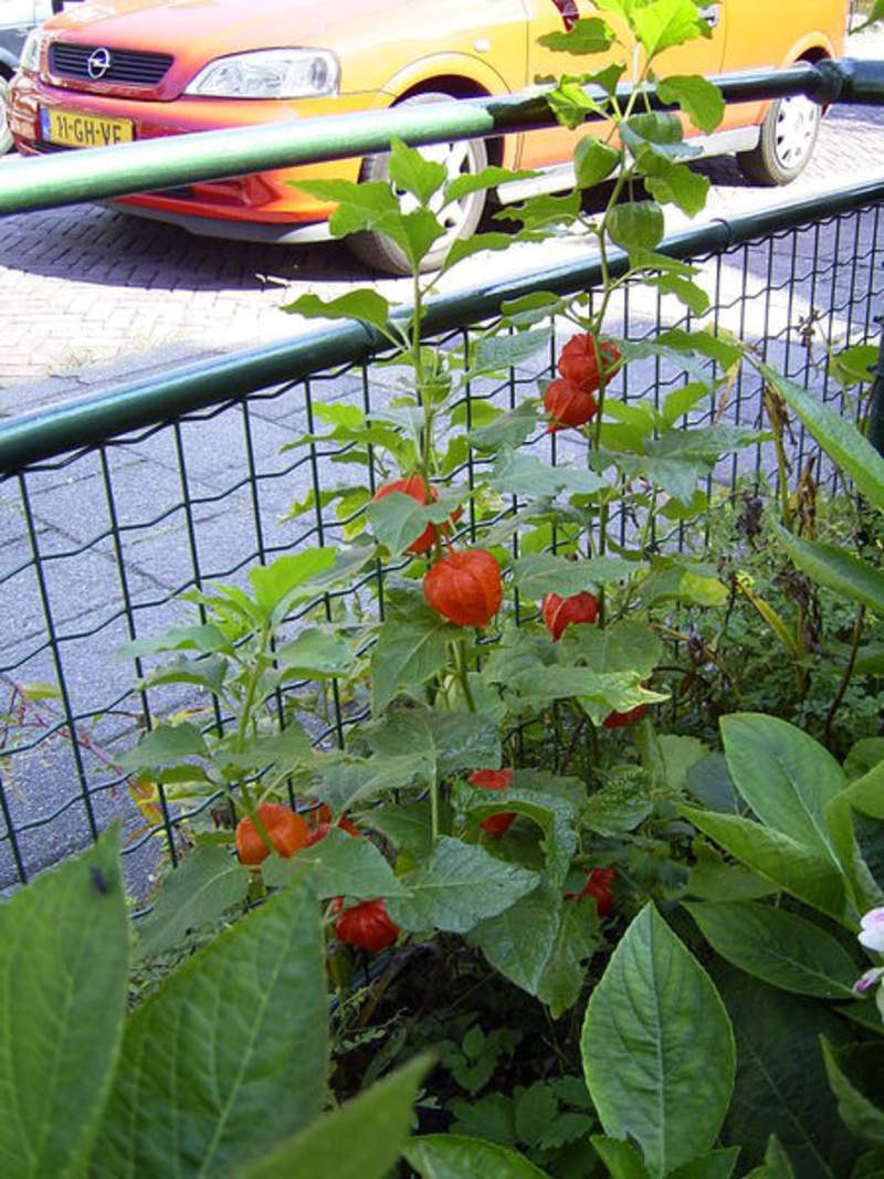 Физалис рассада