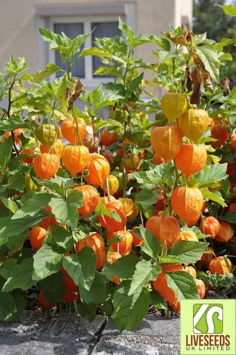 Физалис дикий