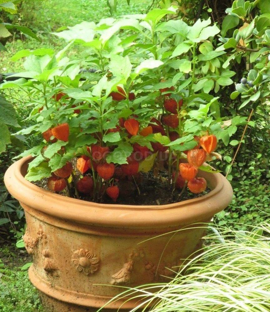 Физалис в саду куст