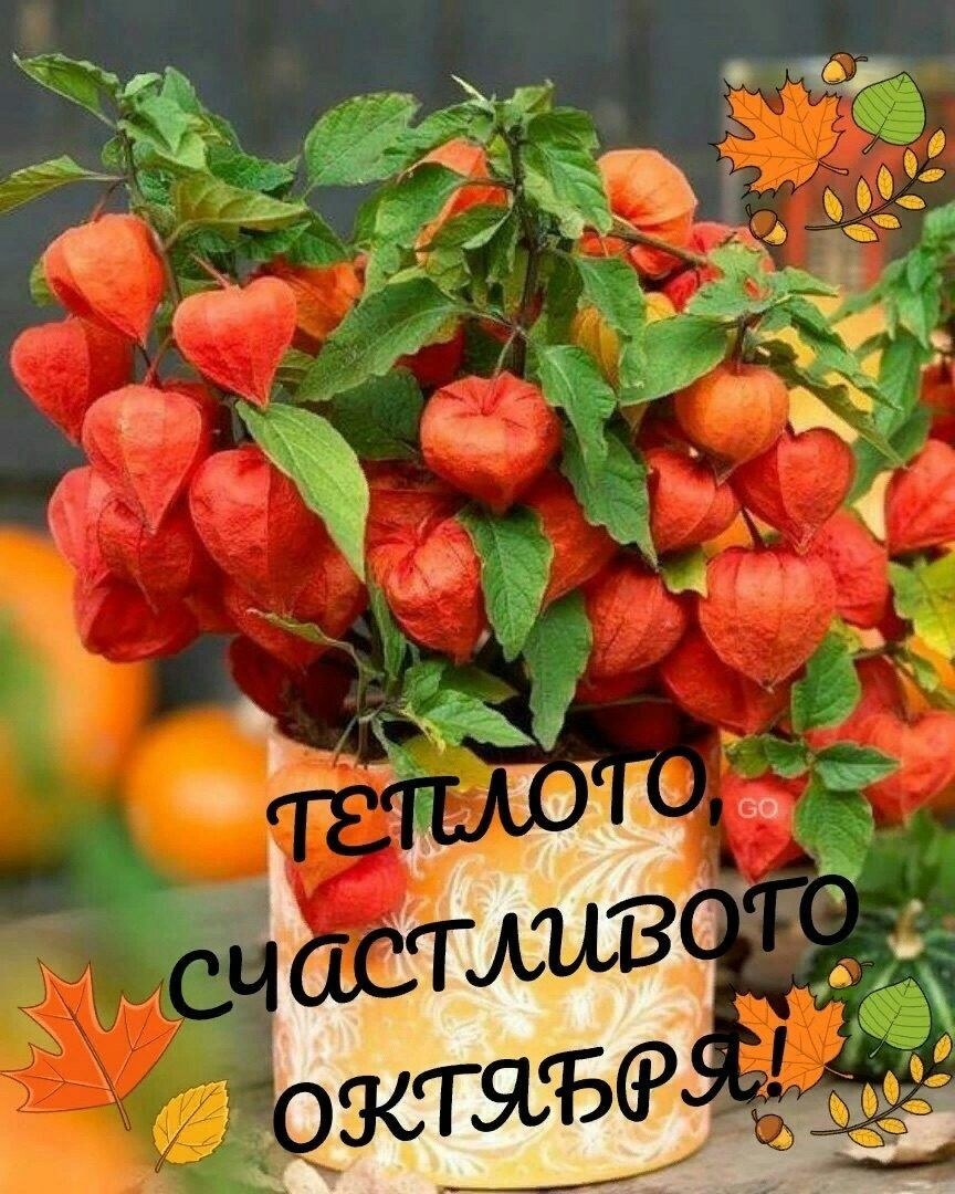 Физалис изюмный