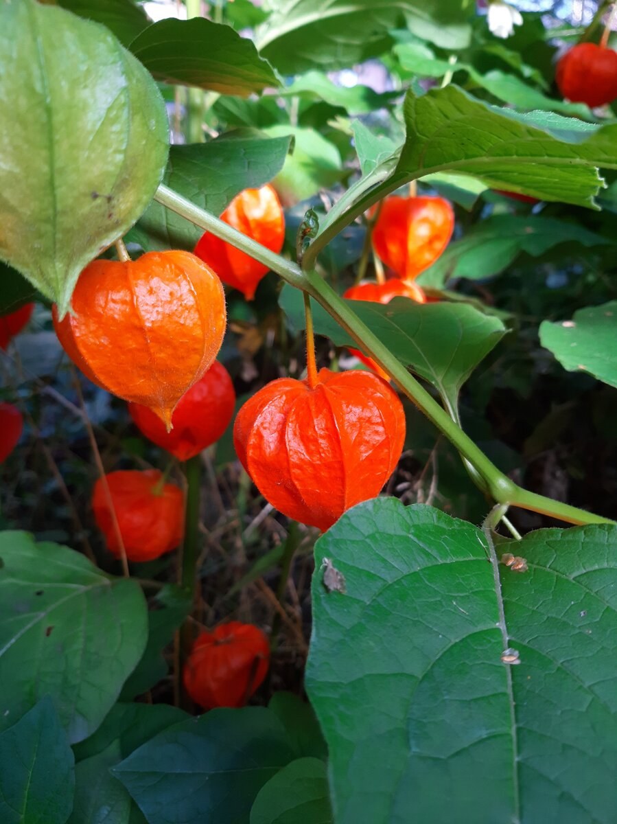 Паслён физалис