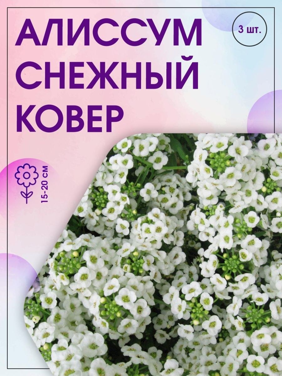 Алиссум снежный
