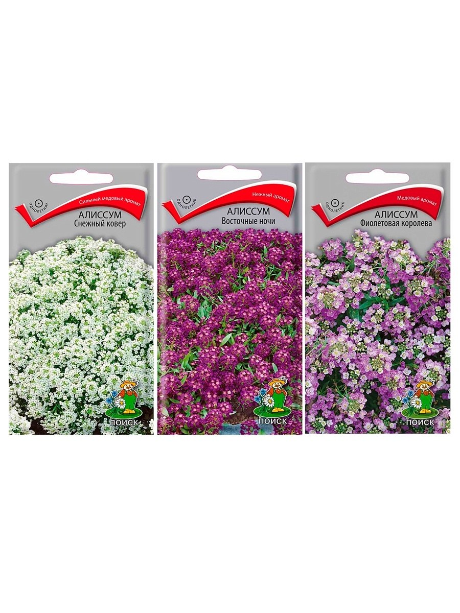 Алиссум снежный ковер