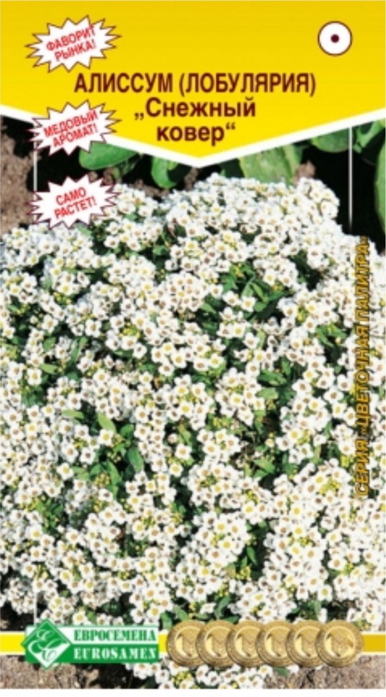 Алиссум цветы