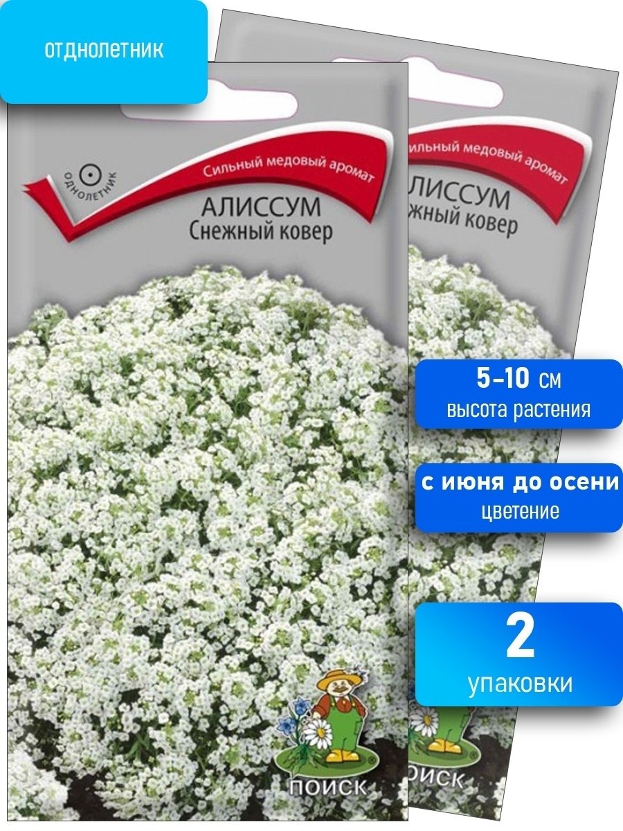 Алиссум горный снег Аэлита