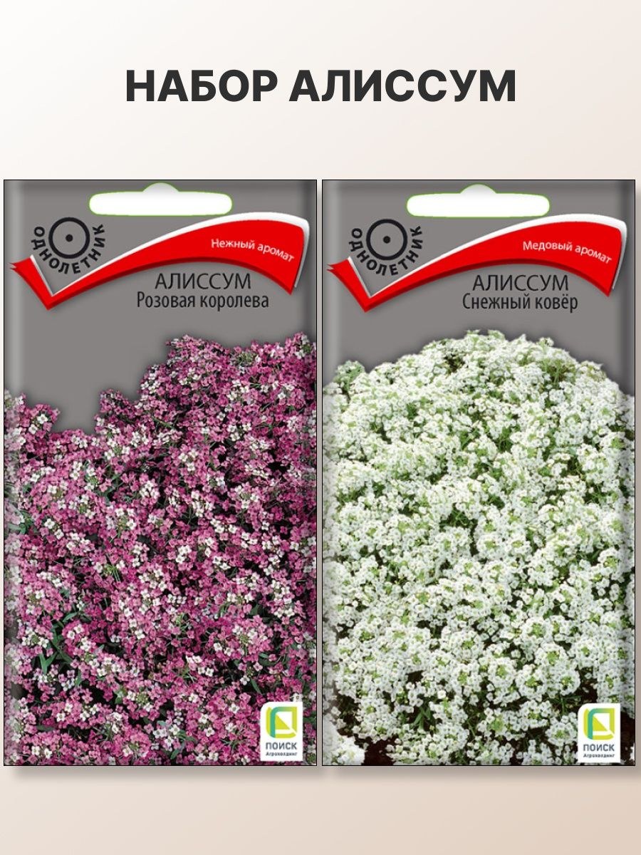 Алиссум на окнах