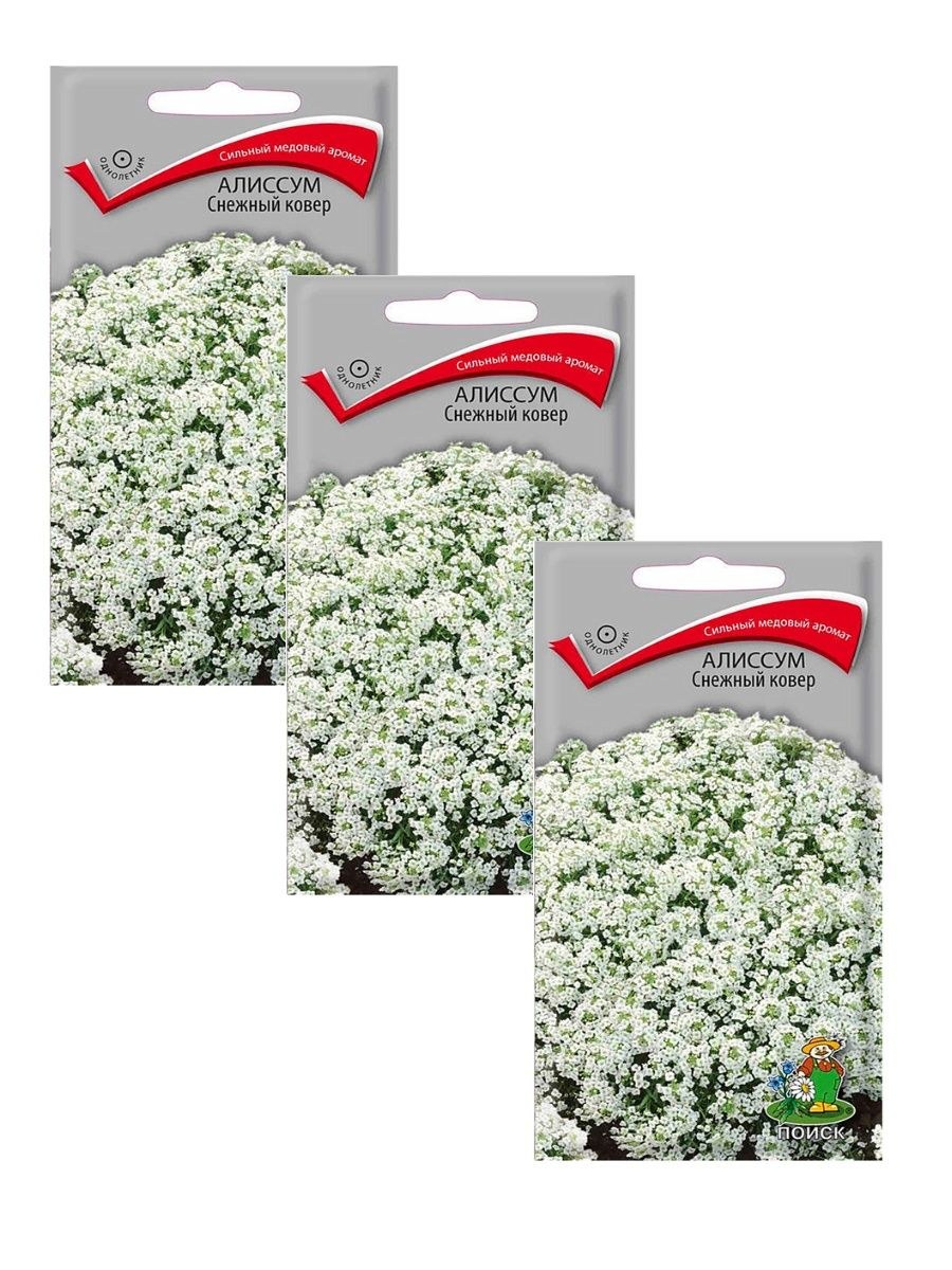 Алиссум горный снег Аэлита