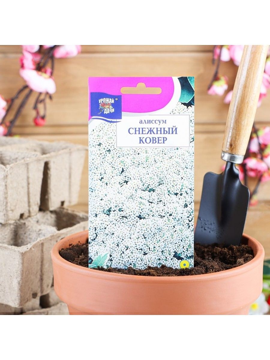 Алиссум снежный Король многолетний или однолетний