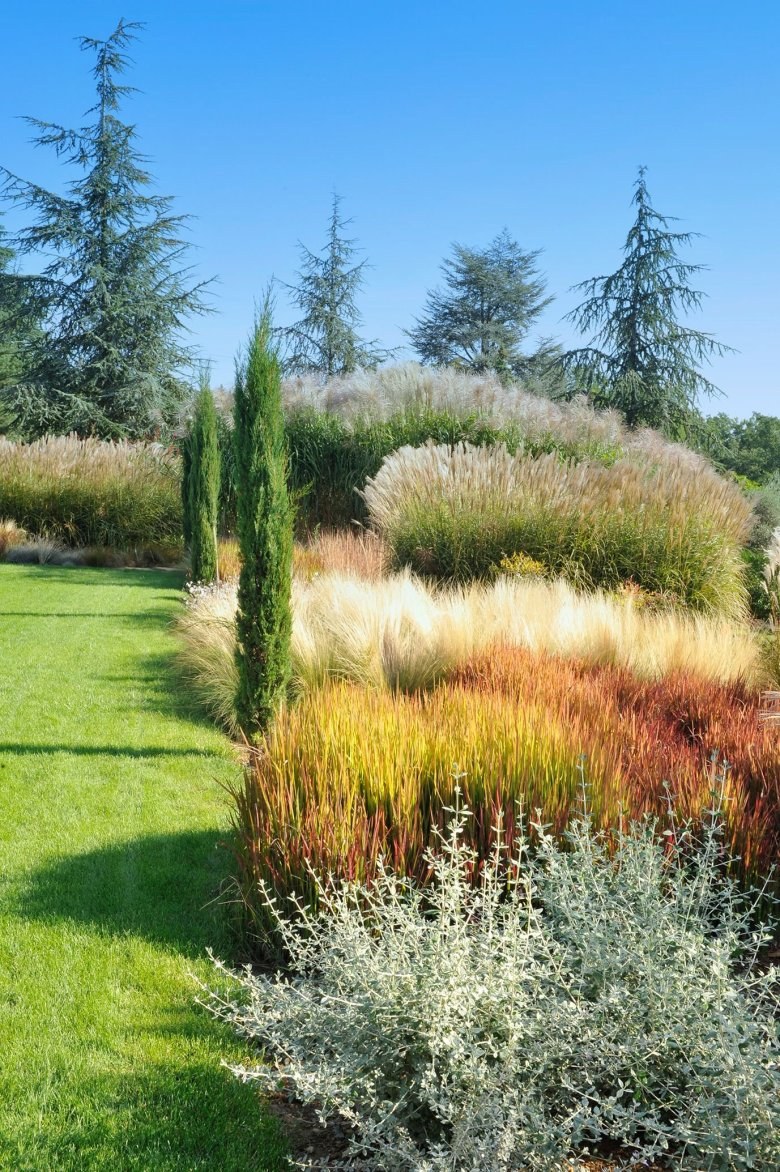 Ячмень гривастый в ландшафтном дизайне