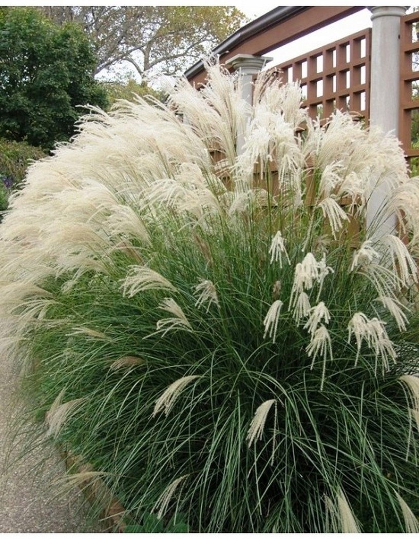 Мискантус китайский яки Джима